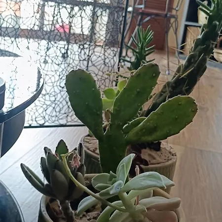 Sun And Caparica Costa de Caparica